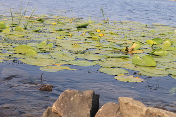 Yellow water flowers ( Nuphar Lutea )