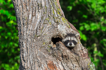 Young Raccoon (Procyon lotor) Stares from Tree