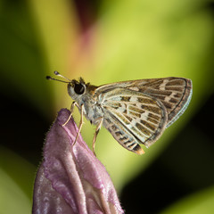 Little butterfly