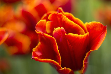 Red and Yellow Tulip Flower Field