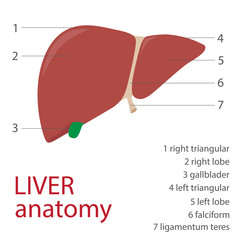 human liver anatomy with description. vector format illustration