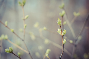 Young green buds. Russian nature