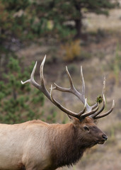 Naklejka premium Big Bull Elk