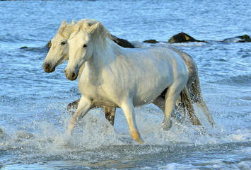 Herd of White Camargue horses running through water