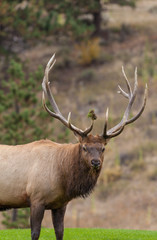 Fototapeta premium Big Bull Elk