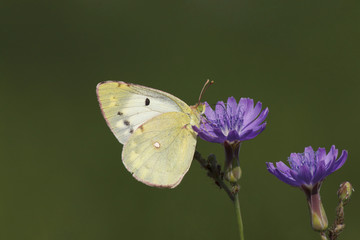 close up of brimstone butterfly on wild flower