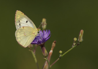 yellow brimstone butterfly on wild flower