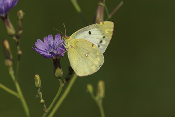 close up of brimstone butterfly on wild flower