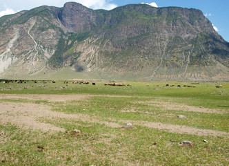 Obraz premium Altai mountains at the summer season