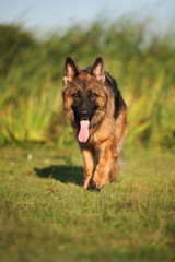 long haired german shepherd dog