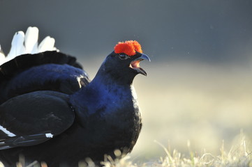 Black grouse (Tetrao tetrix). (Lyrurus tetrix) early in the morning