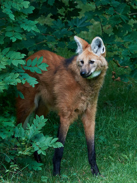 Fototapeta Maned wolf (Chrysocyon brachyurus)