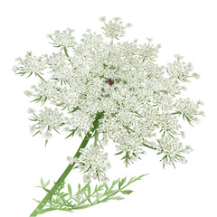 Queen Anne's Lace.
Hand drawn vector illustration of a Wild Carrot Flower or Queen Anne's lace on white background.
- 90937148