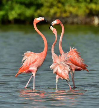 Fototapeta Mating dance of a flamingo