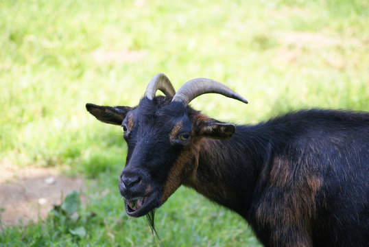 Ziege
