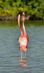 Caribbean flamingos ( Phoenicopterus ruber ruber )