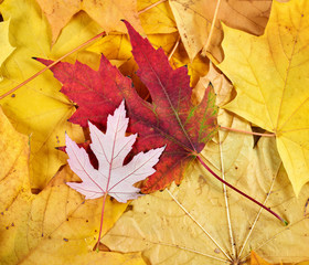 Naklejka na ściany i meble red and yellow autumn leaves background