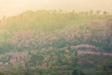 Pink forest