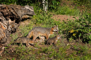 Grey Fox Vixen and Kits (Urocyon cinereoargenteus) One Feeding