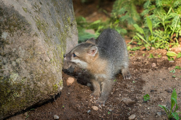 Grey Fox Kit (Urocyon cinereoargenteus) Sniffs at Rock
