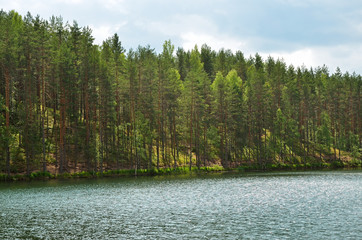 Pines on lake