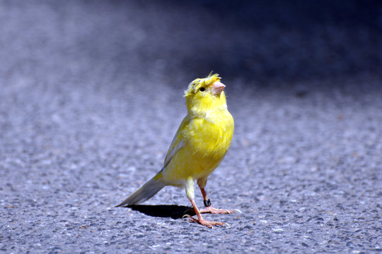 Kleiner Kanarienvogel