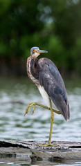 Tricolored heron (Egretta tricolor) wading in shallow water .