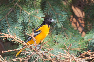 Oriole in a spruce tree