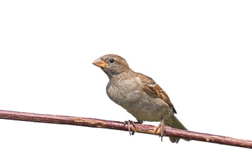 House Sparrow