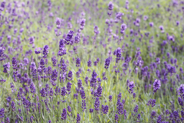 Fototapeta premium Lavender field