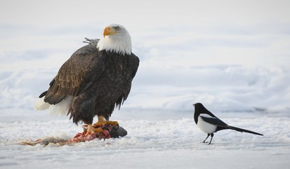 The Bald eagle  ( Haliaeetus leucocephalus )