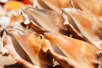 Sea shells close up in Santa Maria beach in Cape Verde