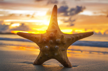 Beautiful beach with sunrise background. Focus on sea starfish.