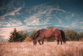 Horses grazing in pasture in mountains. Autumn landscape.