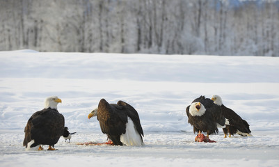 Fototapeta premium The Bald eagles ( Haliaeetus leucocephalus )
