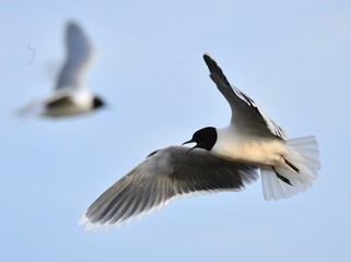  Little Gull (Larus minutus)) flying