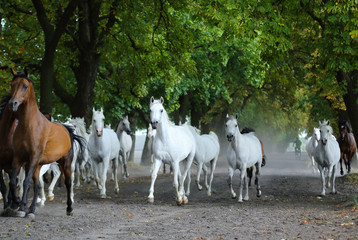 Obraz premium Herd of arabian horses on the village road
