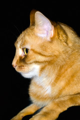 Katze