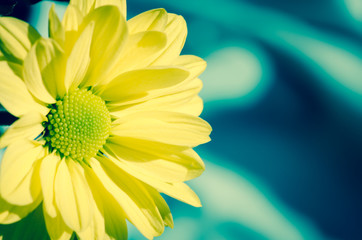 Fototapeta premium yellow chrysanthemum flower