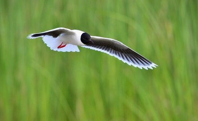 The Little Gull (Larus minutus) in flight