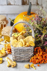 Wicker basket of chanterelle mushrooms and other autumn plants. © agneskantaruk