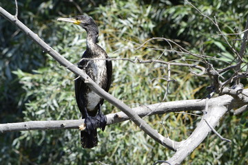 Баклан и его среда обитания.