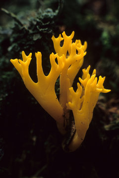 colocera vischiosa fungo sottobosco 