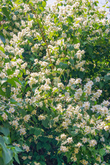 Fototapeta na wymiar jasmine bush
