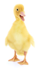 one duckling
