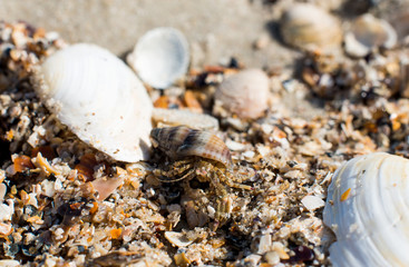 shell on the beach