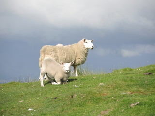 Fototapeta premium Moutons écossais 2
