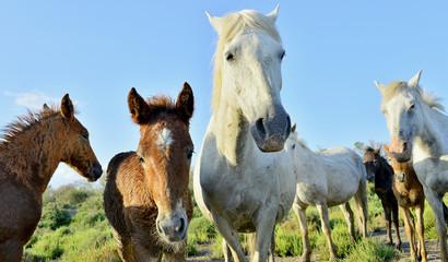 White Camargue Horse with foals in the swamps nature reserve in Parc Regional de Camargue - Provence, France 