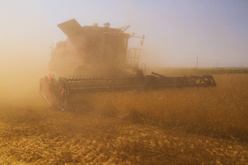 Fototapeta premium Combine harvester on a wheat field at harvest time