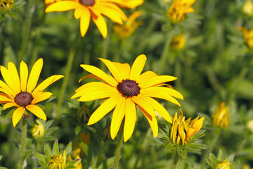 Hohes Mädchenauge (Coreopsis tripteris)